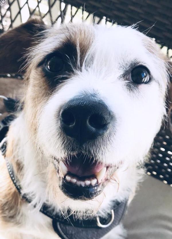 /Images/uploads/Homeward Bound Pet Rescue/HBPR_Photocontest/entries/12098thumb.jpg